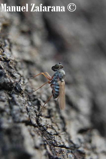 Medetera sp. (Dolichoposidae)